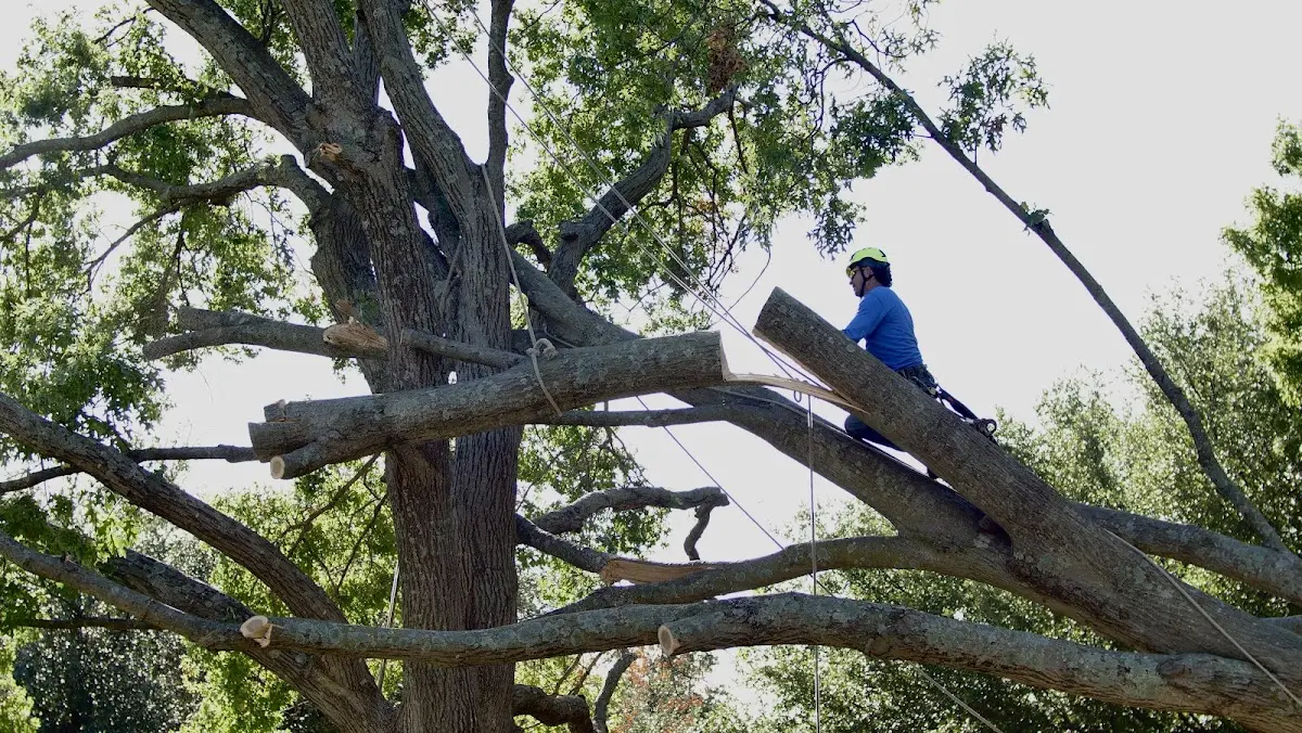 Professional Crown Thinning performed by certified arborists in Cordell