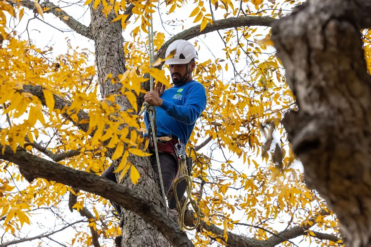 Skilled Storm Damage Cleanup crew working in Cordell