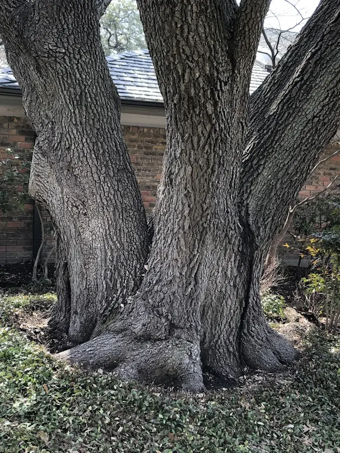 Mature heritage tree close to a Cordell property cared for by certified arborists
